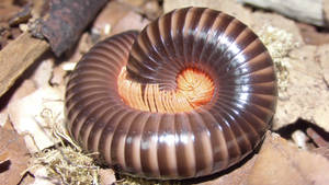 Shy Millipede