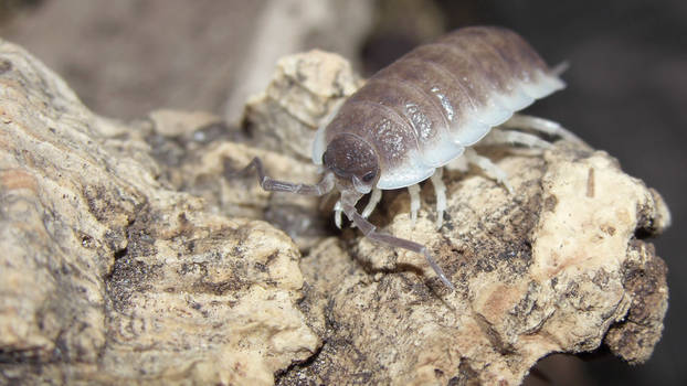 Isopoda - Close up