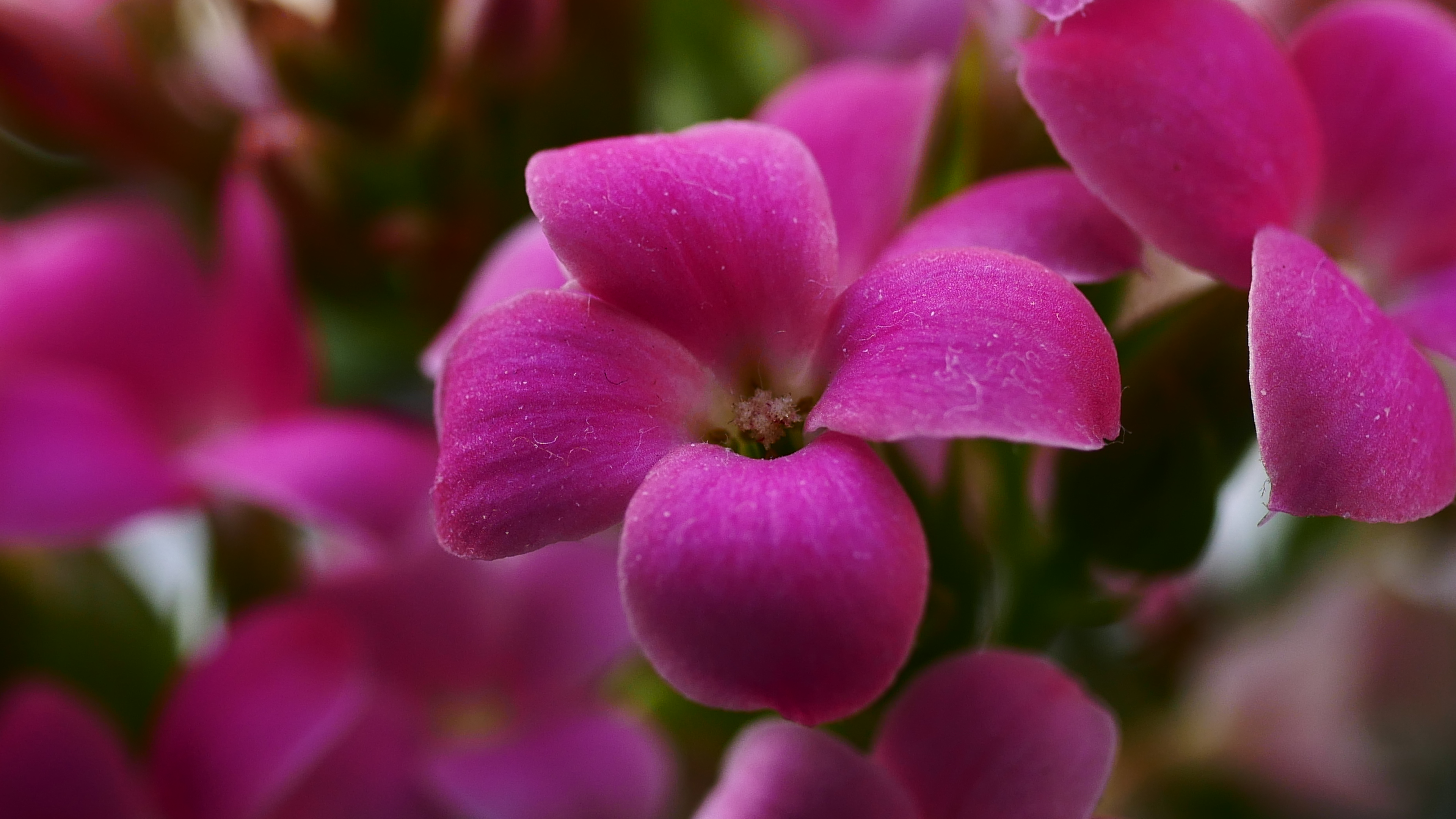 Pink Flowers