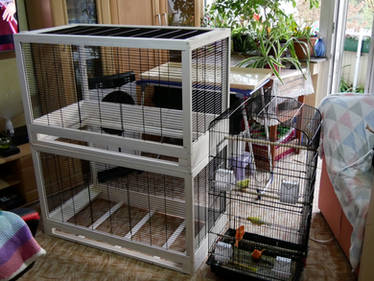 Canary Cage Update