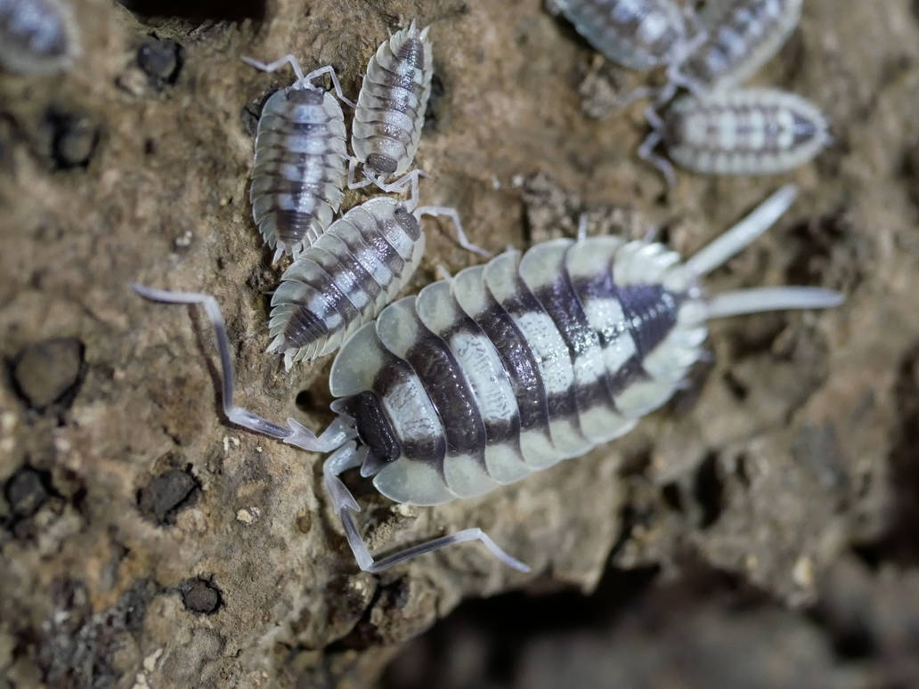 Most Beautiful Isopod by Marigold95 on DeviantArt