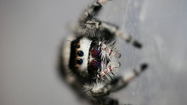 Phidippus regius, North Florida