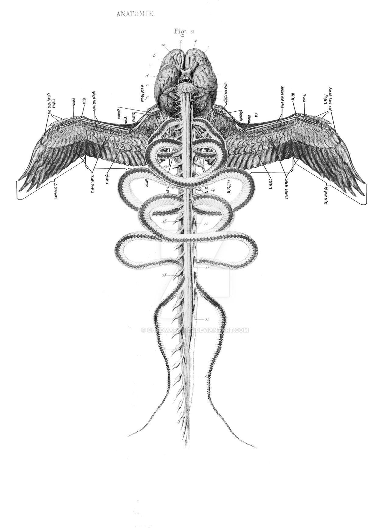 Caduceus by ChadMartinez on DeviantArt