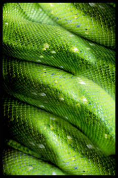 Green snake