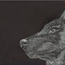 Wolf Scratchboard