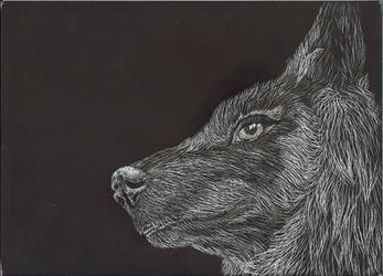 Wolf Scratchboard