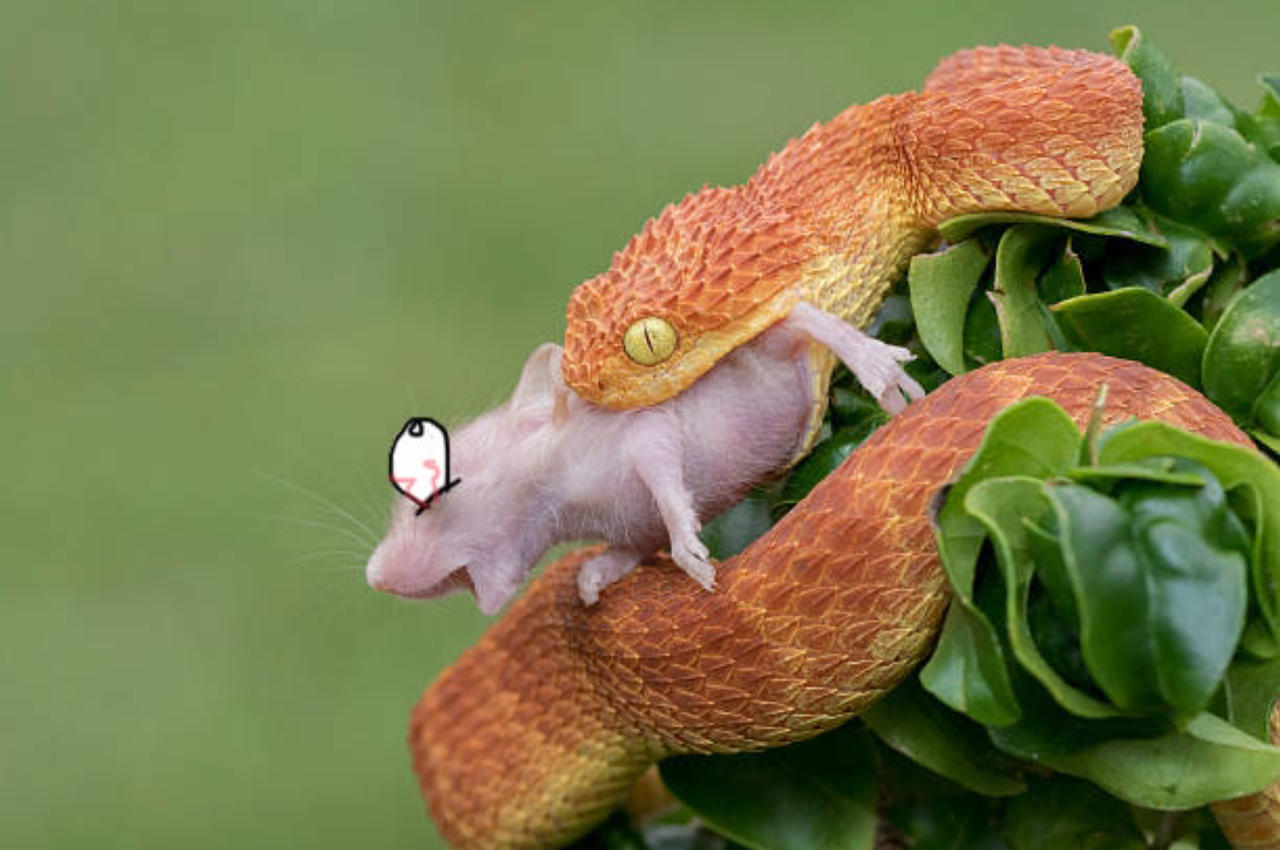 Mouse Riding A Snake The snake and the mouse by TazyanaDevil on DeviantArt