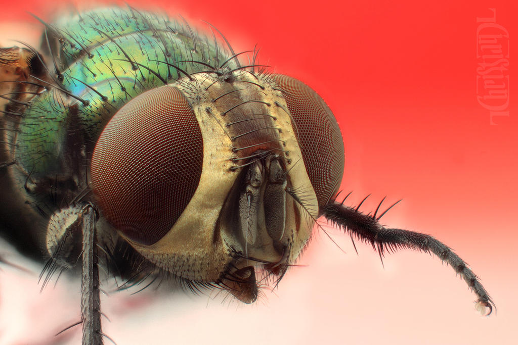 Fly portrait by dalimas on DeviantArt