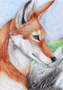 Ethiopian Wolf ATC