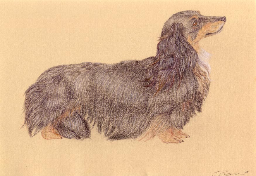 Long Haired Dachshund