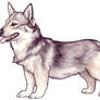 Swedish Vallhund