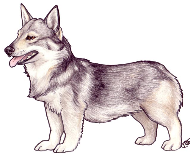 Swedish Vallhund