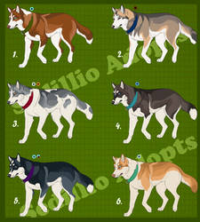 Siberian Husky Imports- Set 12: CLOSED