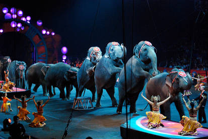 Circus-Elephants