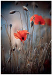 Papaver Planet by Klattowsky