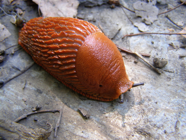 Really fat snail.
