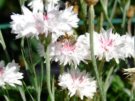 Pink Flower With a Bee