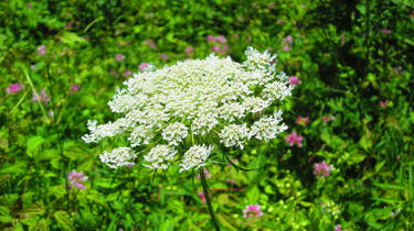 Queen Anne's Lace