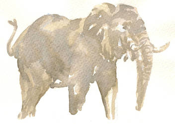 Elephant