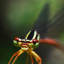 Damsel Fly Portrait