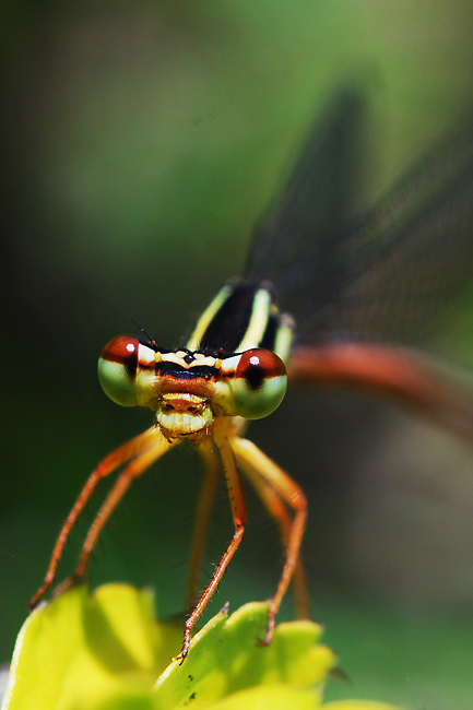 Damsel Fly Portrait