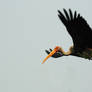 Painted Stork Flight