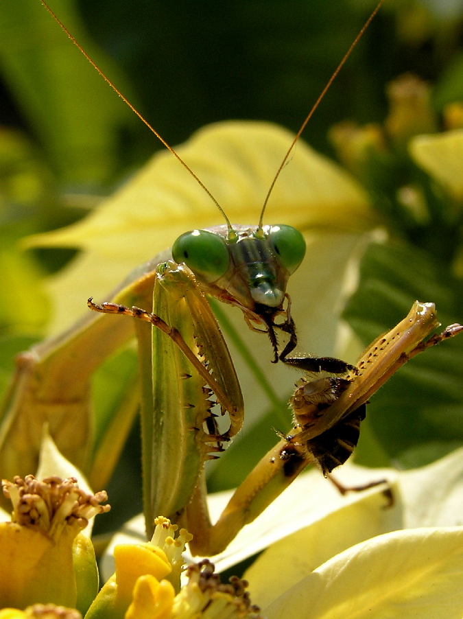 praying mantis