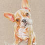French Bulldog pup