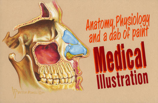 Anatomy Physiology and a Dab of Paint