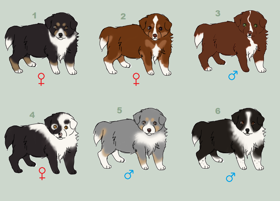 Border Collie Puppies - CLOSED