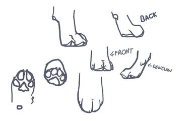 Quick Paw Study