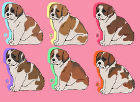 Saint Bernard Pups - OPEN