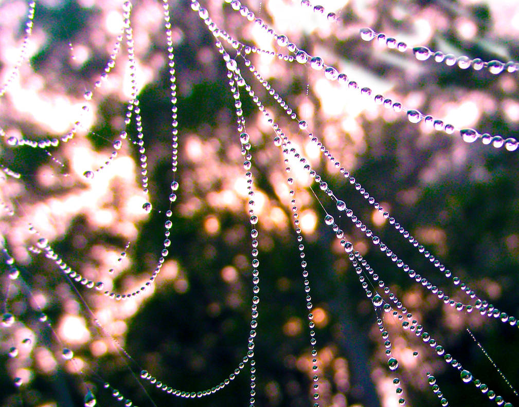 Spider Pearls