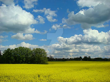 Field of canola plants