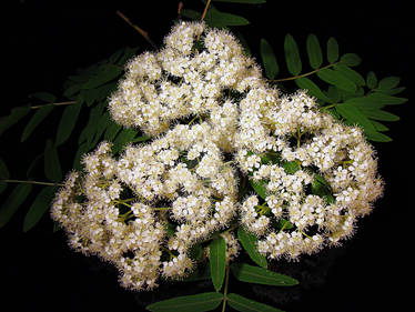 Blossoms of rowan-tree