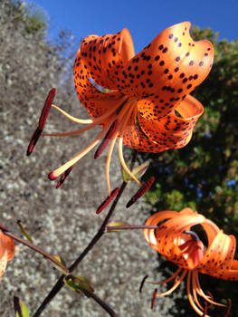 Lillium Lancifolium