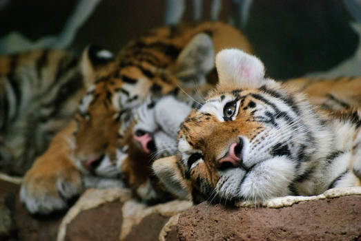 Tiger Nap Time