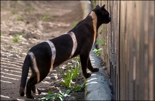 sun striped cat