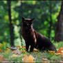 cat in autumn