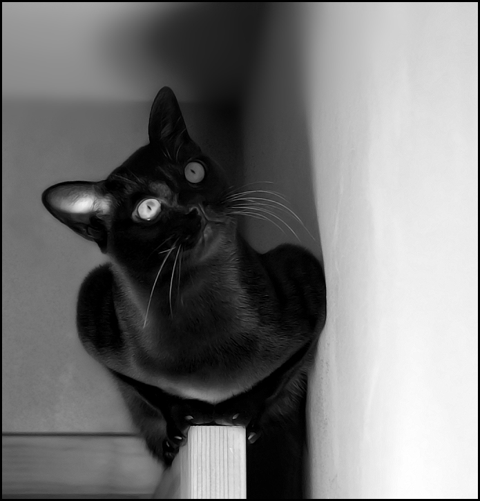 cat on doors BW