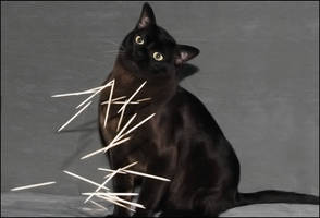 stick cat