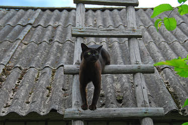 on the roof 1