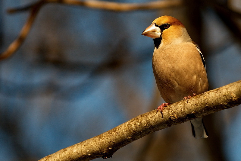 Coccothraustes