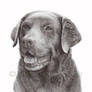 Chocolate Labrador Dog pencil drawing