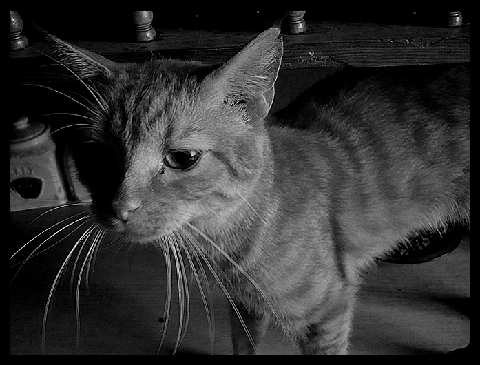 Maurice in the kitchen