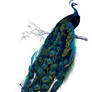 Vintage Peacock PNG