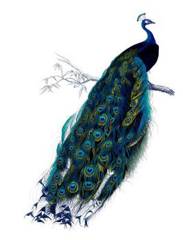 Vintage Peacock PNG