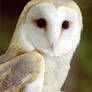 Barn Owl