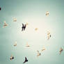 Pigeons