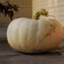 white pumpkin